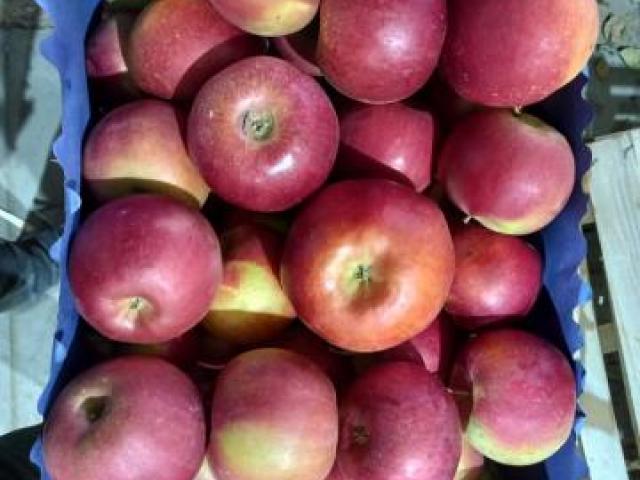 plodovi ajdareda u savremenom pakovanju