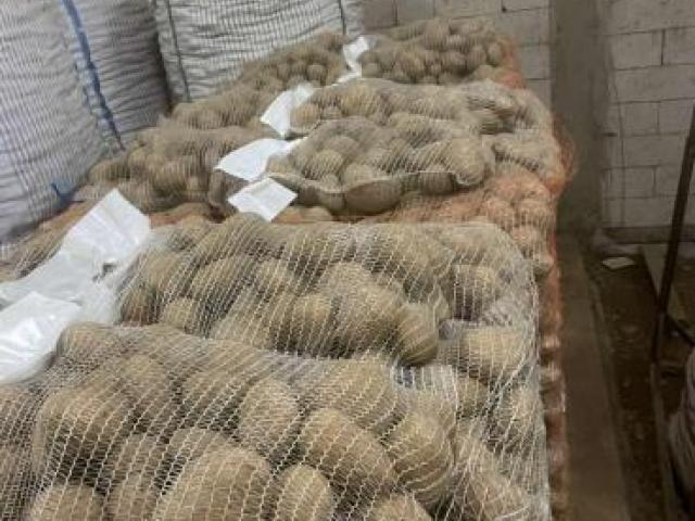 beli krompir