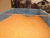 Novi rod kukuruza u zrnu, veštački sušen 1000 kg po ceni od 18,00 dinara