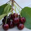 Erc